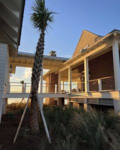 palm tree